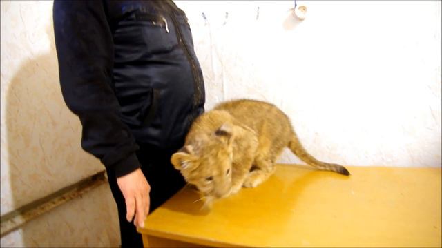 Львенок смотреть онлайн