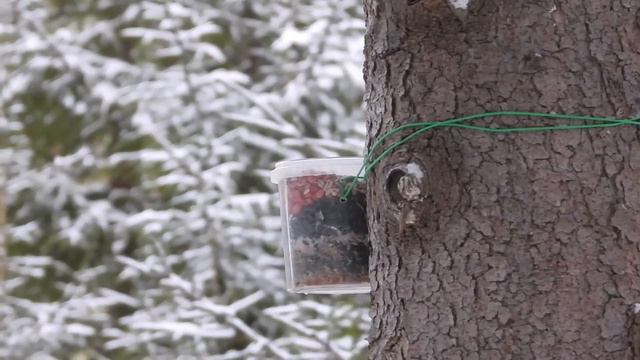 Птицы в лесу 31 января смотреть онлайн