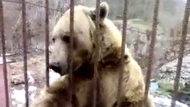 ШОК !САМЫЙ СТЕСНИТЕЛЬНЫЙ И МИЛЫЙ МЕДВЕДЬ В МИРЕ смотреть онлайн