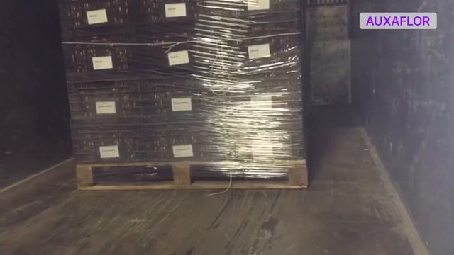 Выращивание тюльпанов. Поставка луковиц тюльпанов, сервис, гарантия. Новогодняя отгрузка!