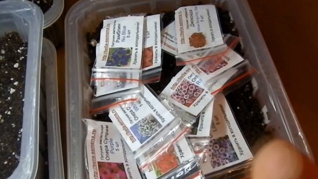 Начинаю первые посевы ампельных петуний. Открываю сезон 2022. смотреть онлайн