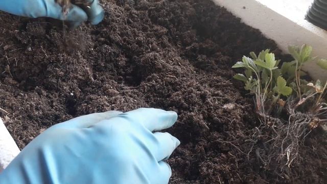 Размножаем безусую землянику смотреть онлайн