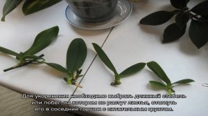 Как размножить орхидею в домашних условиях
