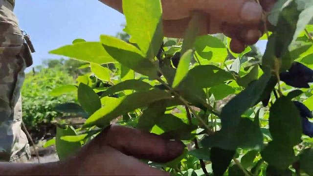 Обзор сорта,Голубой банан. смотреть онлайн