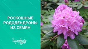 Роскошные рододендроны из семян
