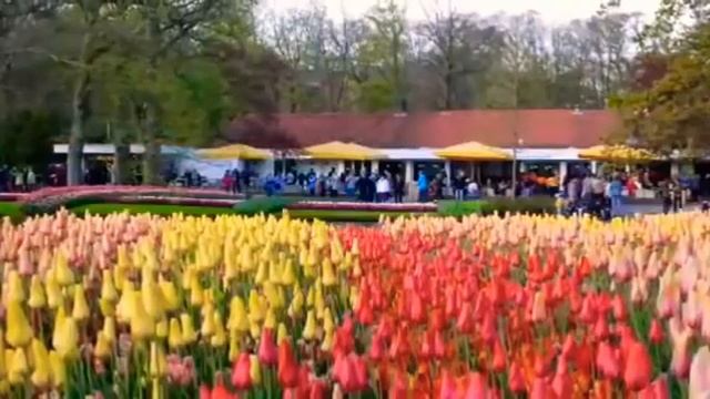 Кёкенхоф-королевский парк цветов в Нидерландах. Keukenhof Royal Park.