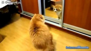 очень злые коты