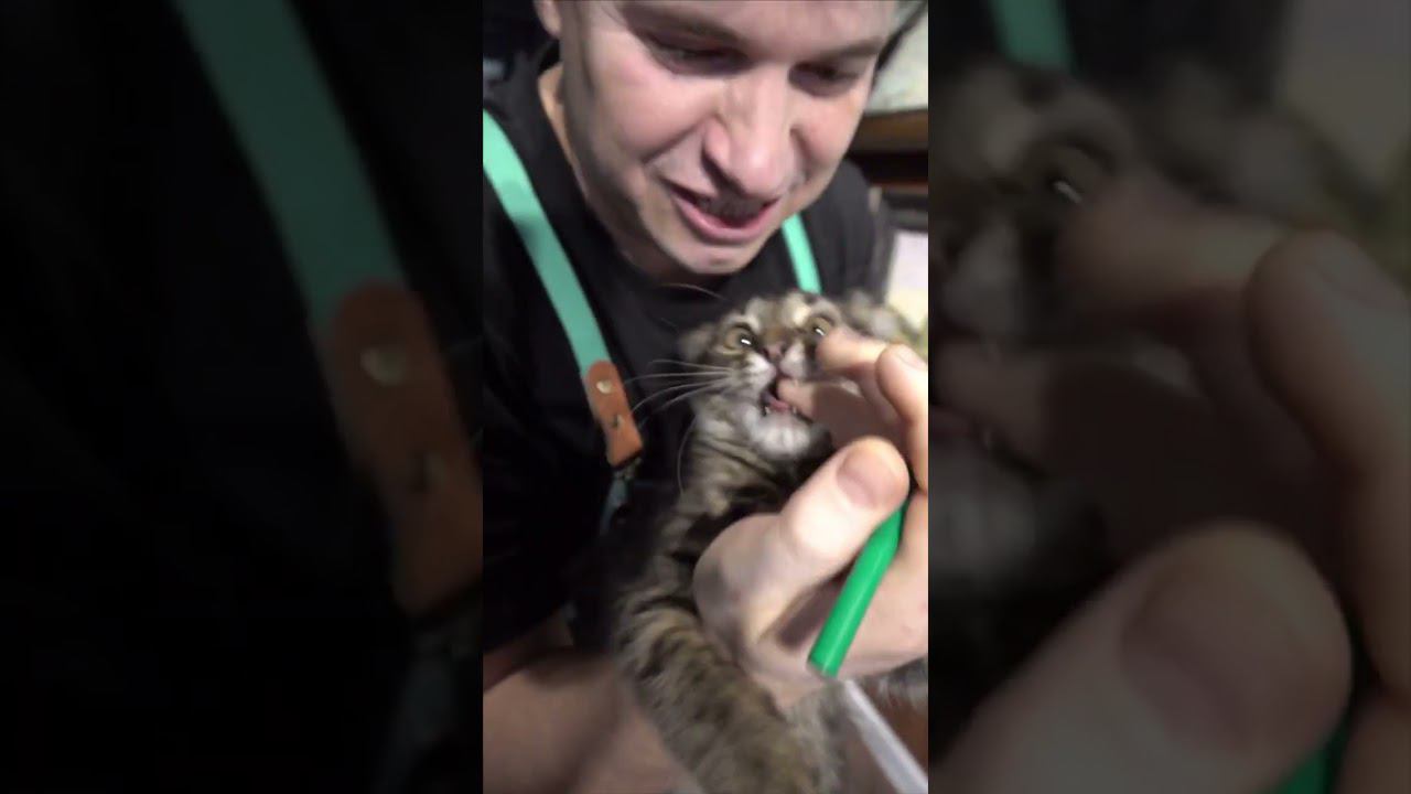 Как нарисовать кота смотреть онлайн