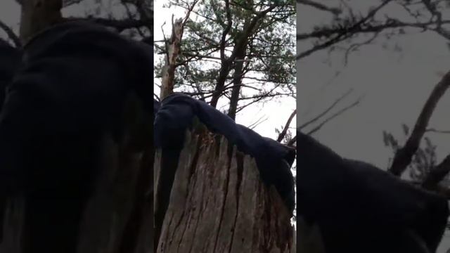 Медведь в дереве😱😱😱 смотреть онлайн