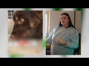 Неизвестные издевались над щенками в Бийске («Будни», 08.02.22г., Бийское телевидение)