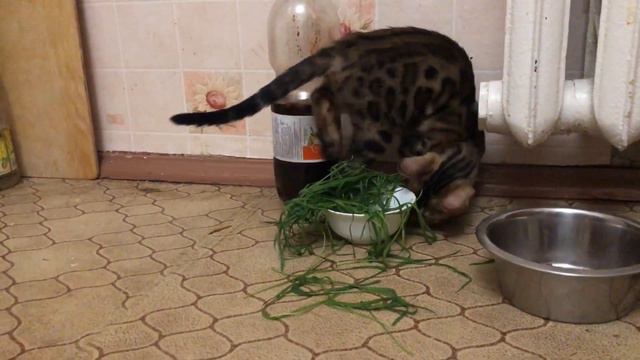 Бенгал ест траву) « маленькая корова»))) смотреть онлайн