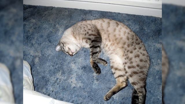 Бенгальская кошка. Плюсы и минусы, Цена, Как выбрать, Факты, Уход, История смотреть онлайн