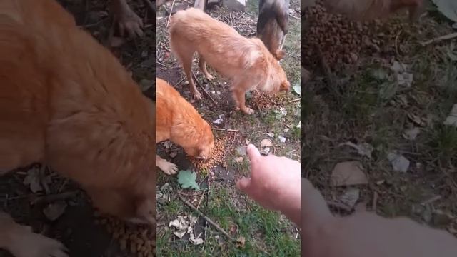 Годуємо трьох великих бездомних собак. Тепер вже стерилізованих) #спасение #животные #тварини смотреть онлайн