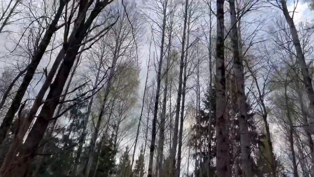 Искали сморчки а нашли сморчковую шапочку ! Вернулись с юга и сразу за грибами ! Грибы 2022 ! смотреть онлайн