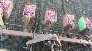 Посадка чеснока 2020 год. Чеснокосажалка в работе.