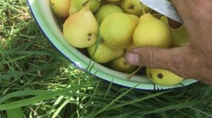 Груша сорта Сказочная