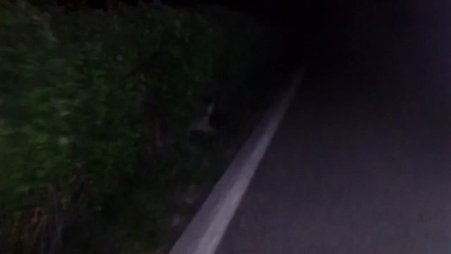 ночная слежка за котом смотреть онлайн