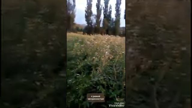 Самодельный ботвоудалитель картофеля (тип КИР 1.5) смотреть онлайн