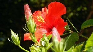 Каркаде (суданская роза) РЕЛАКС ТЕРАПИЯ ИМПРОВИЗАЦИЯ композитор Виктор Анохин #музыка #piano #цветы