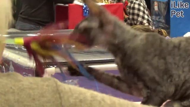 Как выбрать котенка? Правила и советы смотреть онлайн