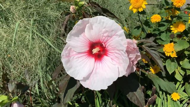 Botanical Illustration: Hibiscus 'Kopper King' | Hibiscus Moscheutos