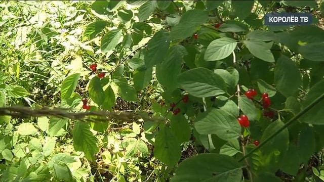 От кого кабаны и лоси прячутся в болотах национального парка? смотреть онлайн