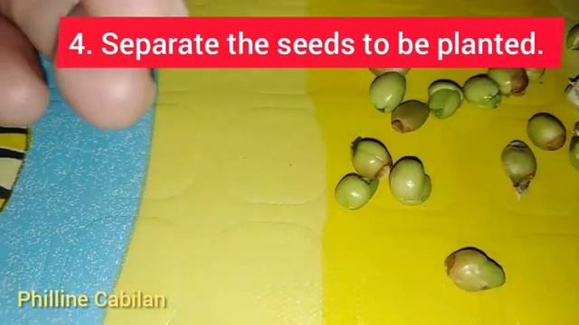 How to Plant Calamansi Seeds смотреть онлайн