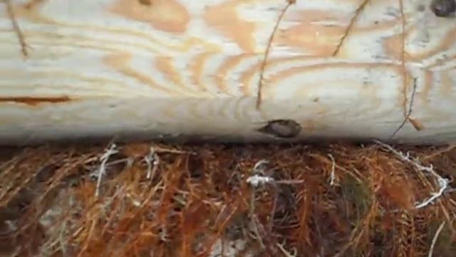 Строим баню. Часть 1 смотреть онлайн