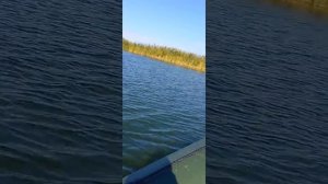 лодочный мотор сеа про 9.8