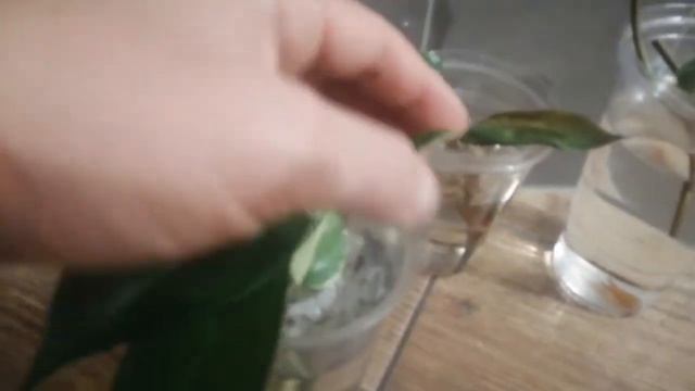 #203 Ukorzenianie Aroidów W Wodzie Na Przykładzie Philodendron Erubescens & Epipremnum 'N'joy.