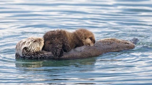 Facts: The Sea Otter смотреть онлайн