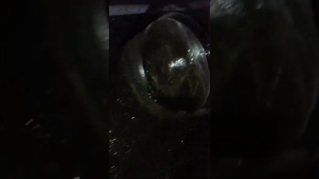 Поилка для собак Изольда смотреть онлайн
