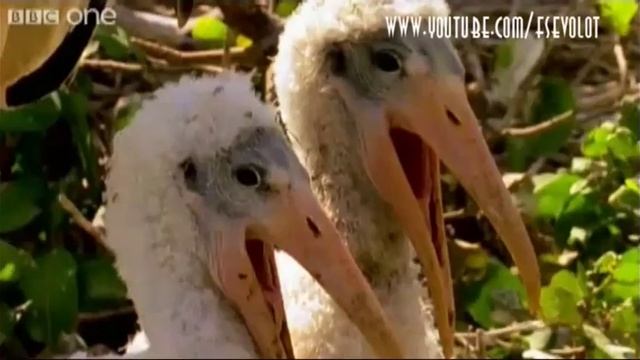 Пеликаны ржут с тебя смотреть онлайн