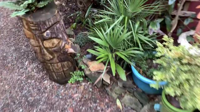 North Pacific Exotic Garden After A Snow Melt