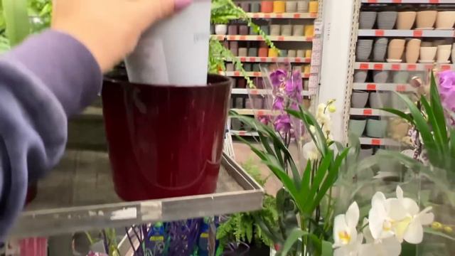 Ночью в Оби посмотреть поступление орхидей) смотреть онлайн