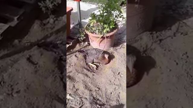 6 Песочная ванна смотреть онлайн