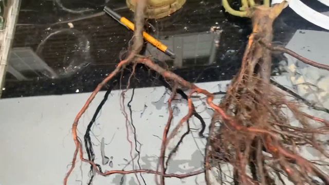 Kordes Roses Bare Root Rose Comparison | Summer Romance Rose | Rose Jasmina смотреть онлайн