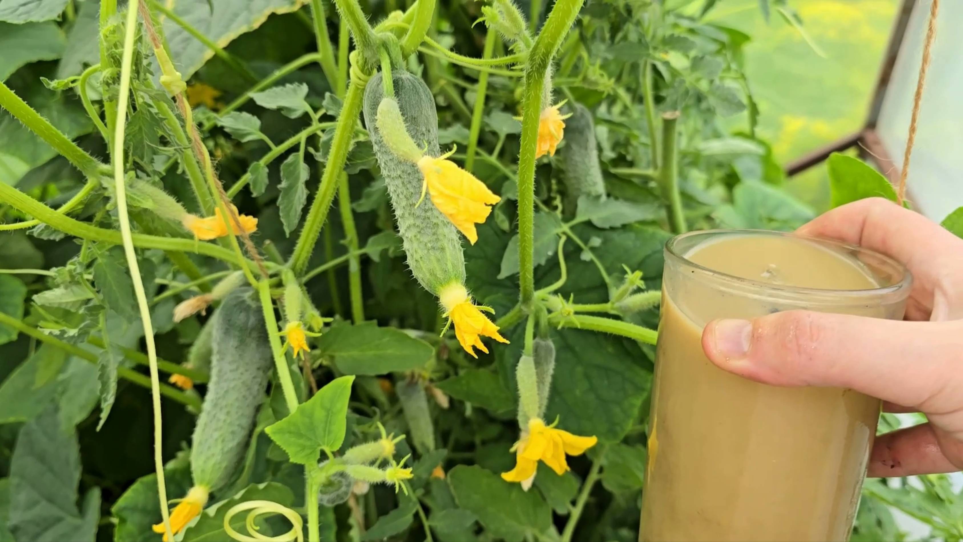 1 стакан под ОГУРЦЫ, ТОМАТЫ, ПЕРЦЫ и они сразу заплодоносят, созреют и дадут тонны вкусного урожая! смотреть онлайн