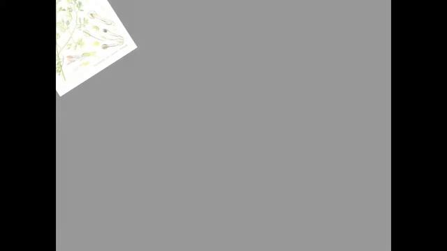 Ефемери - едногодишни плевели смотреть онлайн