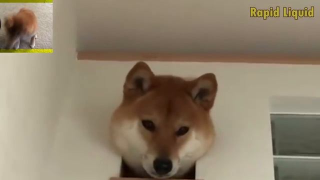 Take on Shibe. смотреть онлайн