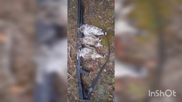 КАК И ЧЕМ Я ДОБЫВАЮ СВОИХ ТРОФЕЕВ (Видео-фотоотчëт). смотреть онлайн