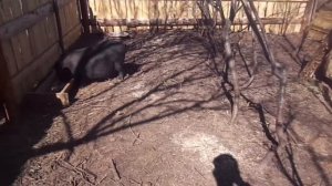 Выгульное содержание вьетнамских поросят.