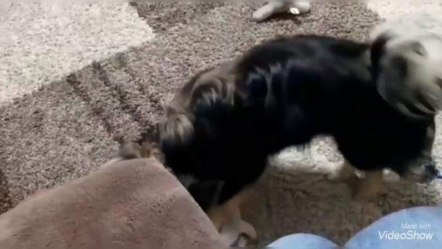 Наши любимые 🤩 Тимошка и Барни 🐕🐕🦺/Утро доброе с кофейком ☕️🍪 И питомцами/Olga Kirchgessner смотреть онлайн