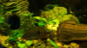 Аквариумные рыбки Проблема с плавательным пузырем.