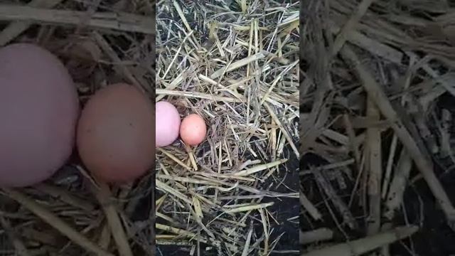 ПЕРВОЕ ЯЙЦО ОТ ЛОМАН БРАУН смотреть онлайн