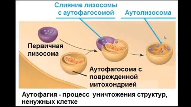 Биология Cтроение клетки лизосомы, вакуоли, пероксисомы смотреть онлайн