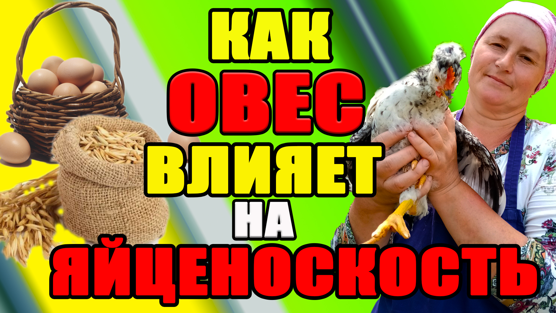 Как ОВЕС влияет на яйценоскость и оперение наших кур. смотреть онлайн