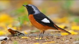 Горихвостка. Пение. Виды. Интересные факты.