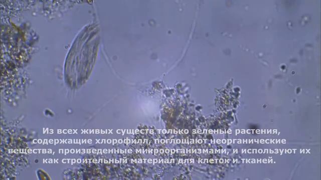 ТАЙНЫ НЕВИДИМОГО МИРА ! САМЫЕ МАЛЕНЬКИЕ ОРГАНИЗМЫ В МИРЕ ! смотреть онлайн