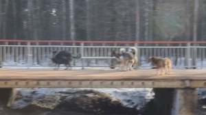 Собачья свадьба март 2015. часть 3